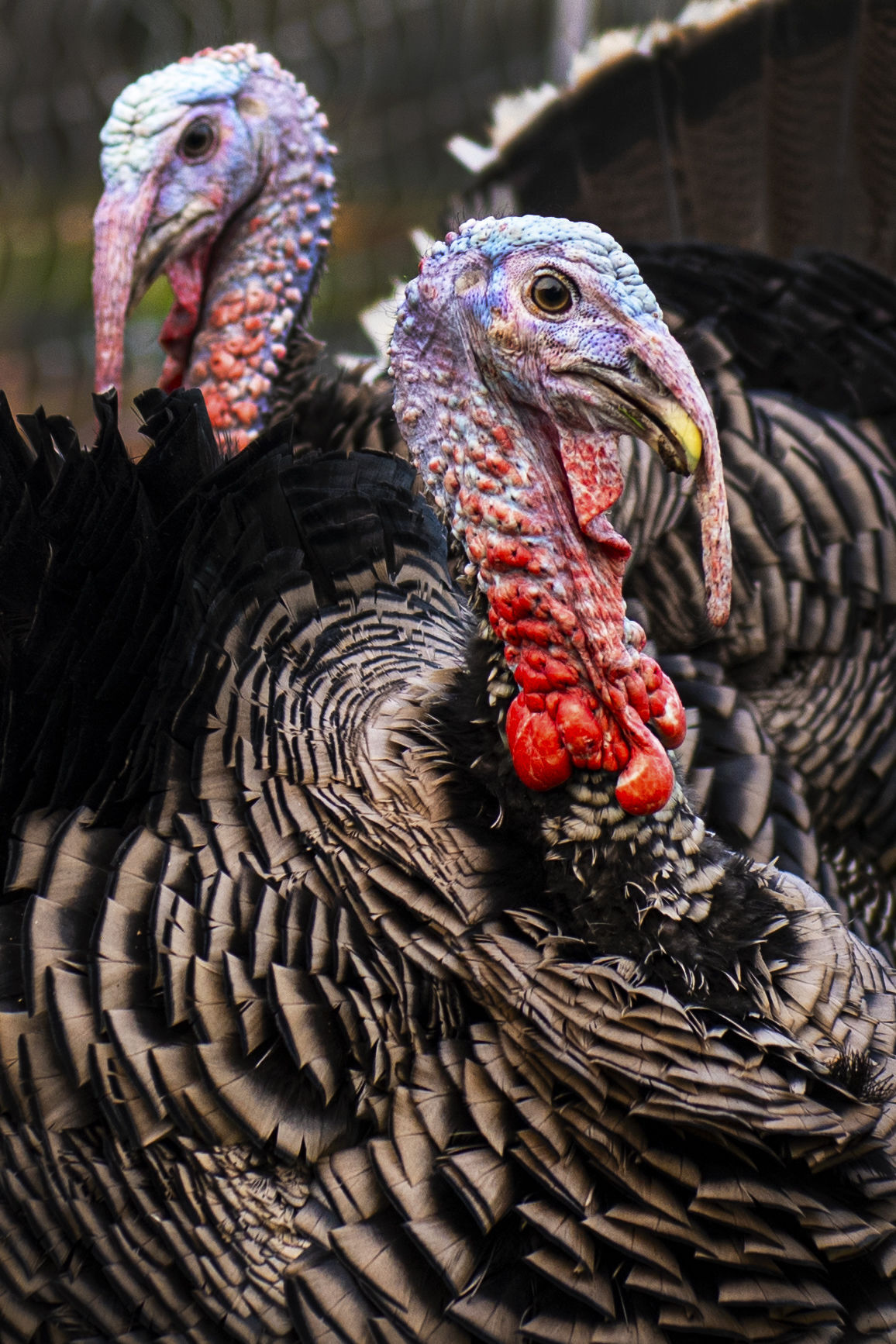Gobble Gobble